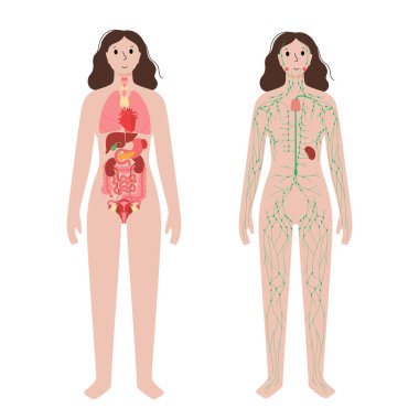 Organs and lymphatic system clipart