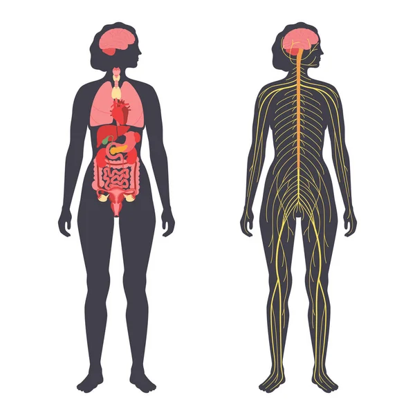 Organes et système nerveux — Image vectorielle