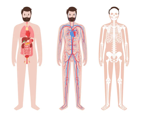 Sistem tubuh manusia - Stok Vektor