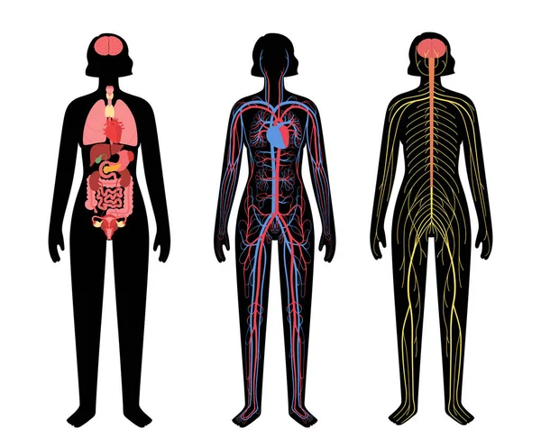 İnsan vücut sistemleri — Stok Vektör