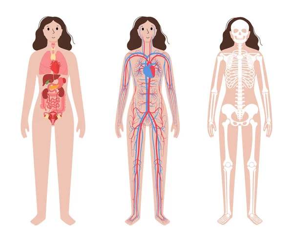 Menselijke lichaamssystemen — Stockvector