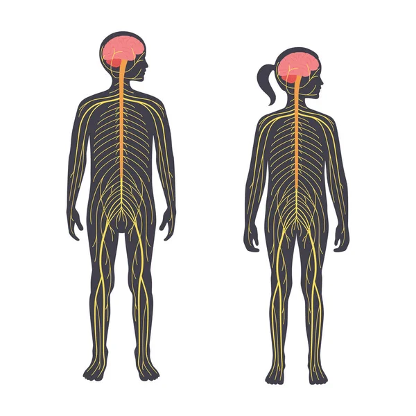 Sistema nervoso humano — Vetor de Stock