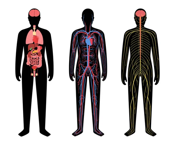 Sistemas do corpo humano — Vetor de Stock