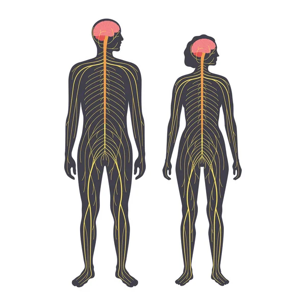 İnsan sinir sistemi — Stok Vektör