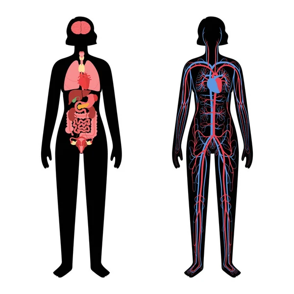 Concepto de sistema circulatorio — Archivo Imágenes Vectoriales