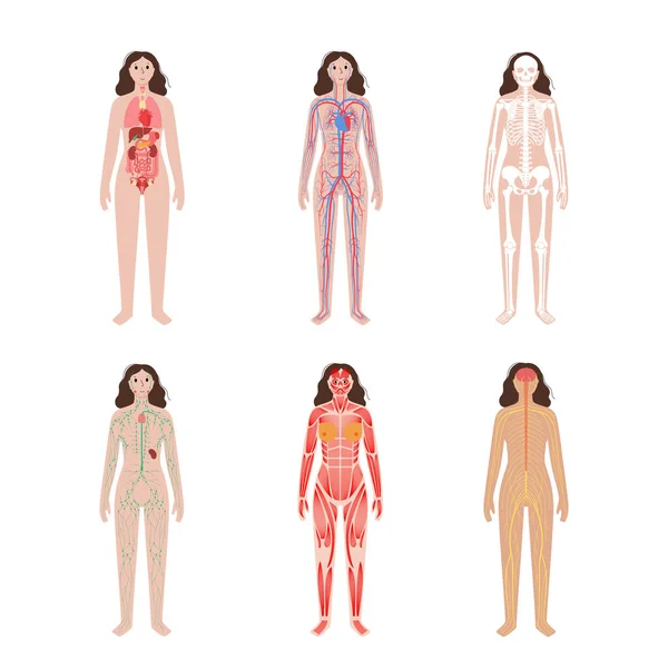 Людського тіла систем — стоковий вектор