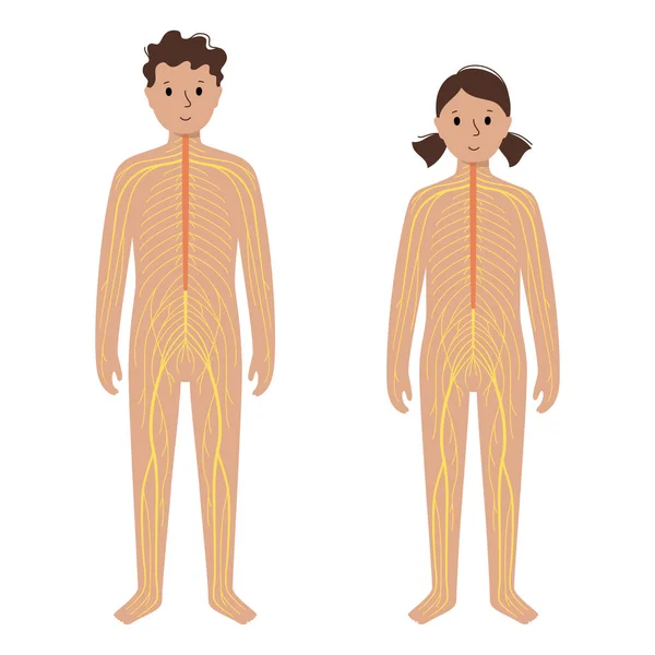 Sistema nervioso humano — Archivo Imágenes Vectoriales