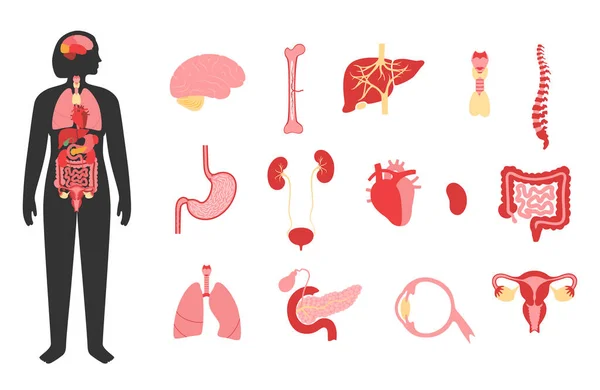Organes internes humains — Image vectorielle