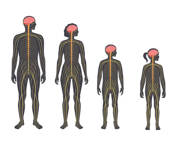 Нервова система людини — стоковий вектор