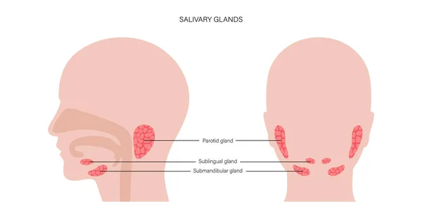 Concepto de glándula salival — Vector de stock