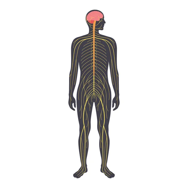 Sistema nervioso humano — Archivo Imágenes Vectoriales