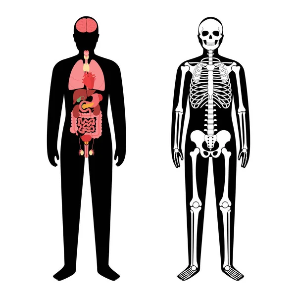 장기와 골격 — 스톡 벡터