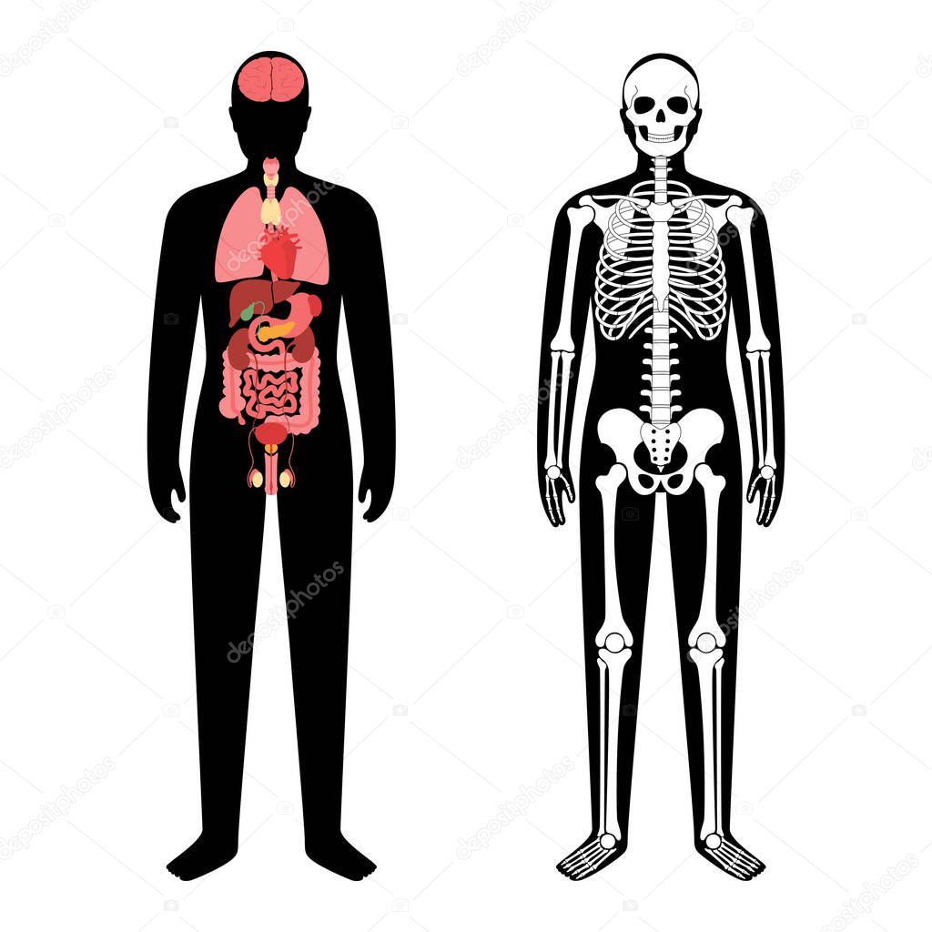 Illustrazione Stock Corpo umano femminile, anatomia muscoli e organi