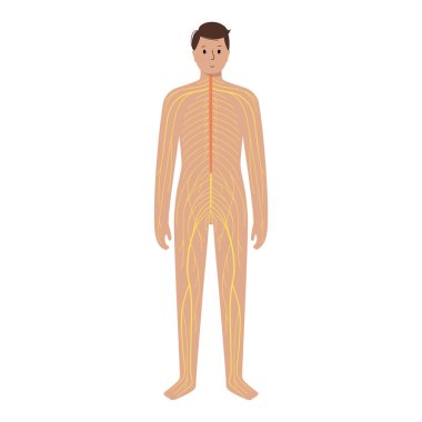 İnsan sinir sistemi