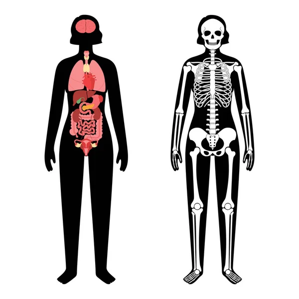 Organlar ve iskeletler — Stok Vektör