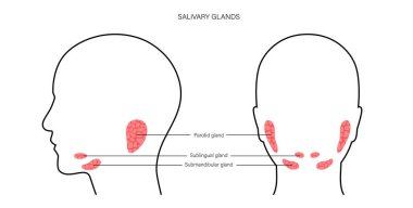 Salivary gland concept clipart