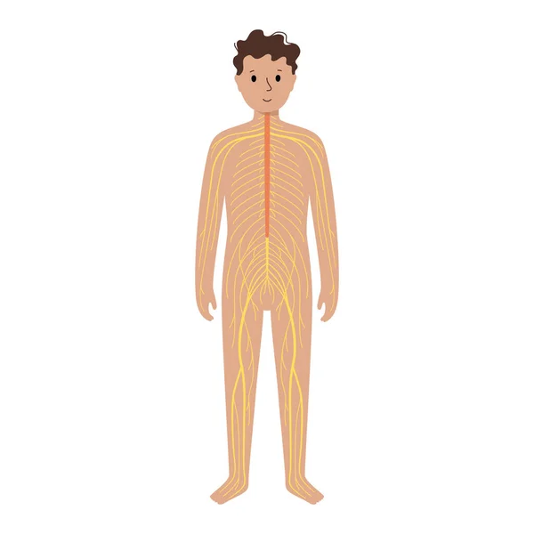 Menschliches Nervensystem — Stockvektor