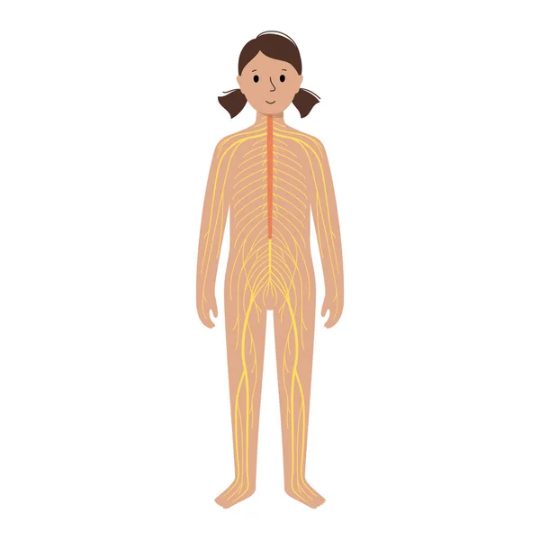 Sistema nervioso humano — Archivo Imágenes Vectoriales