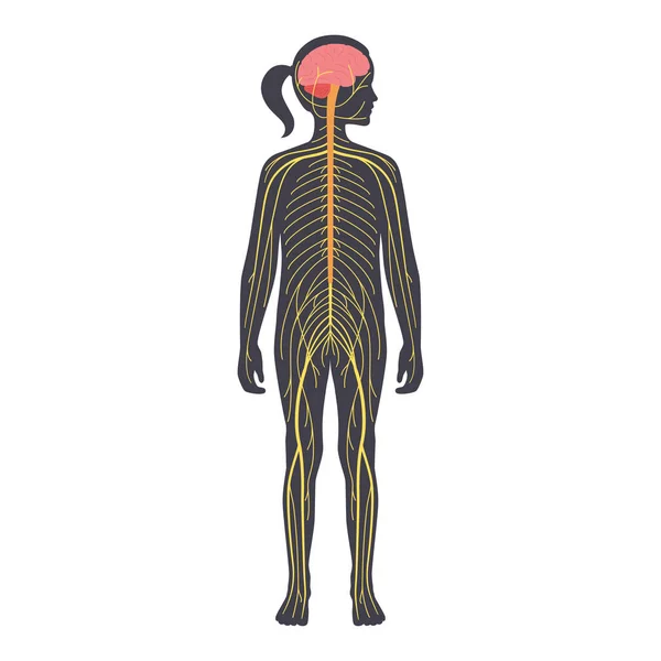 Sistema nervioso humano — Vector de stock