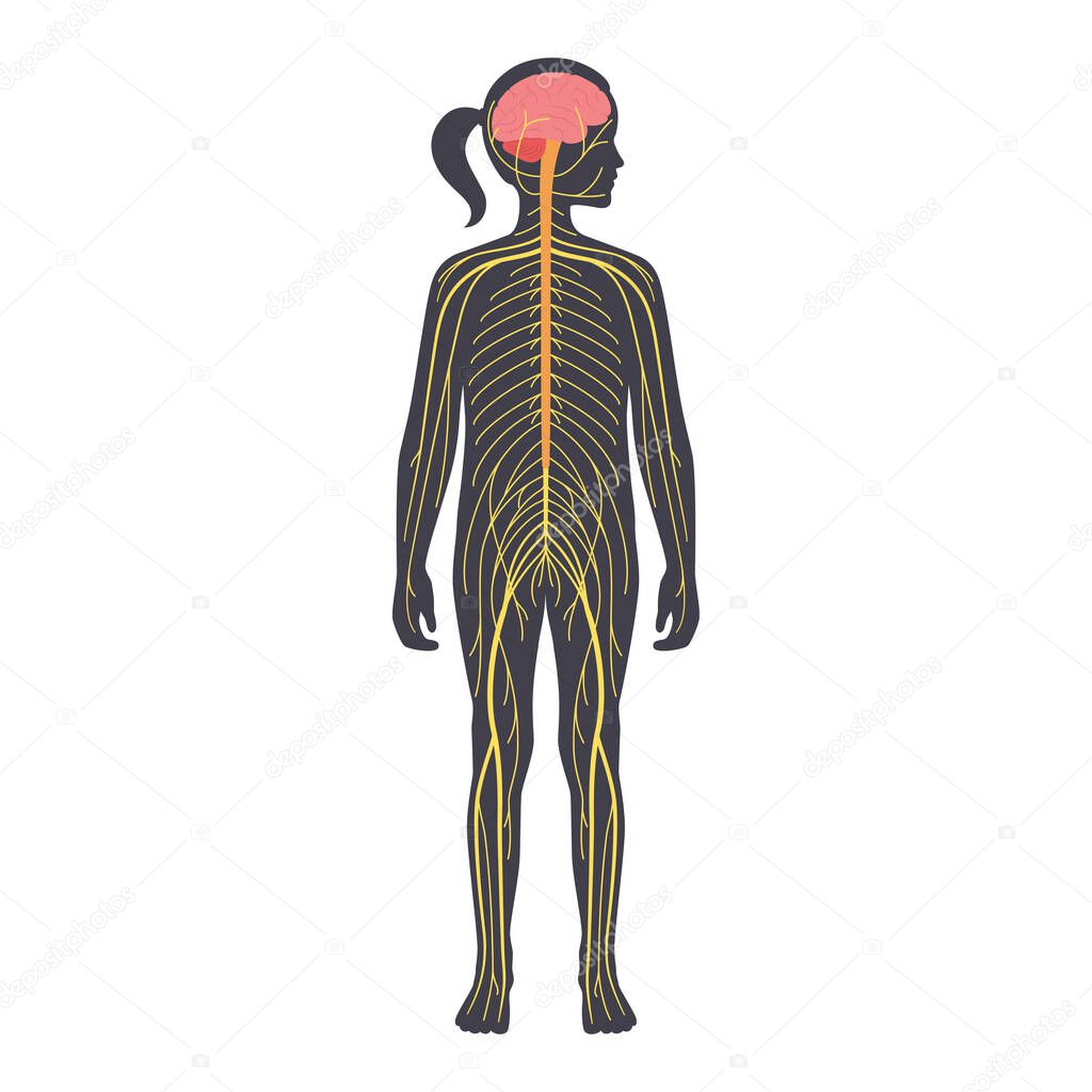 Human nervous system