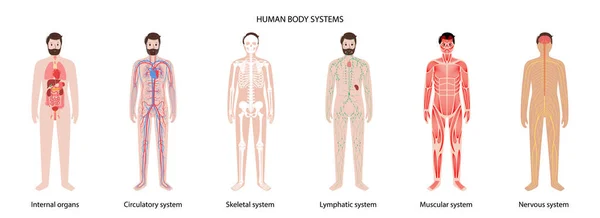 Sistemas del cuerpo humano — Vector de stock
