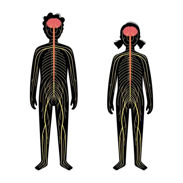 Sistema nervioso humano — Archivo Imágenes Vectoriales