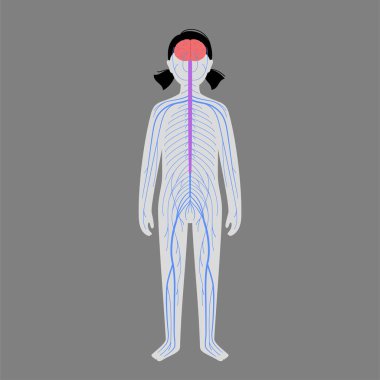 Human nervous system clipart