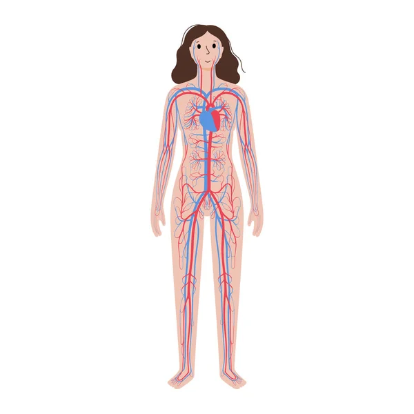 Sistema circulatorio humano — Archivo Imágenes Vectoriales