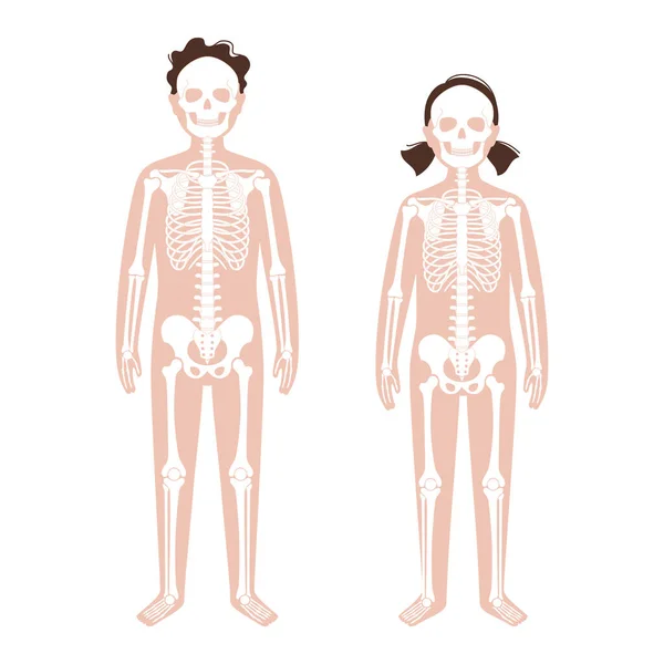 Konzept des menschlichen Skeletts — Stockvektor