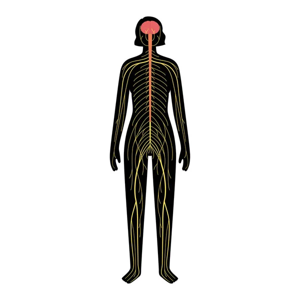 Sistema nervoso humano —  Vetores de Stock