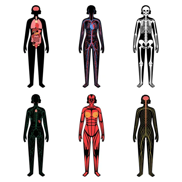 Human body systems — Stock Vector