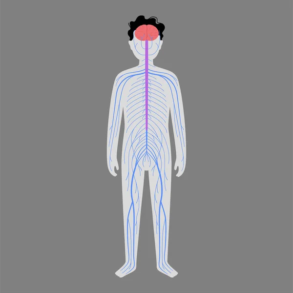 Human nervous system — Stock Vector