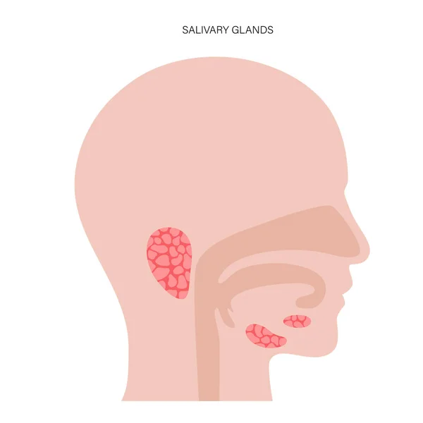 Concepto de glándula salival — Vector de stock