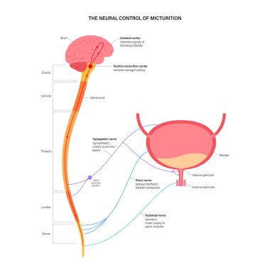 Mikro sinirsel kontrol