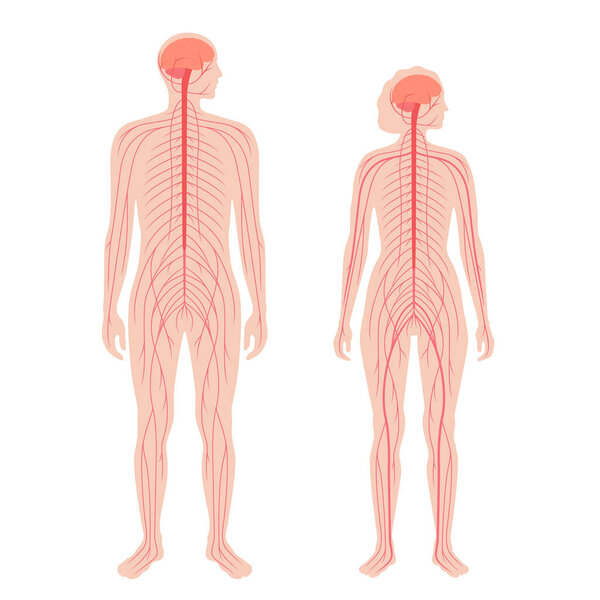 Центральная нервная система