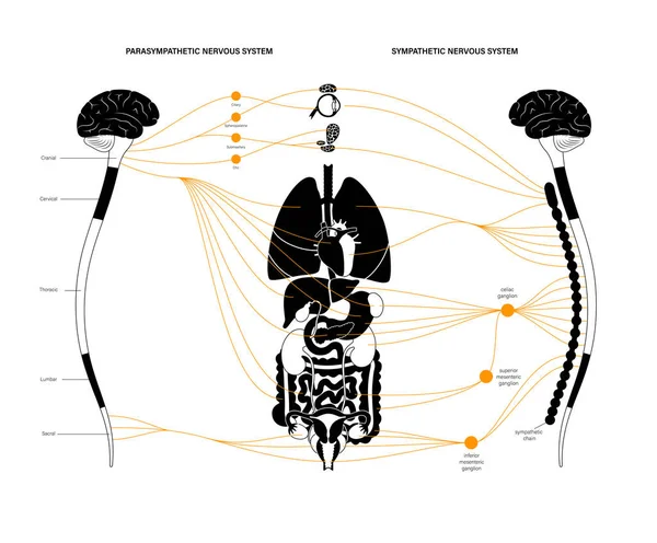 Sistema nervioso autónomo — Archivo Imágenes Vectoriales