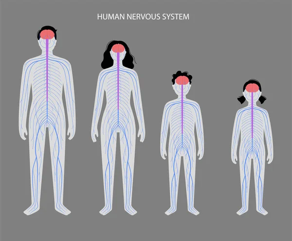 Sistema nervioso humano — Vector de stock