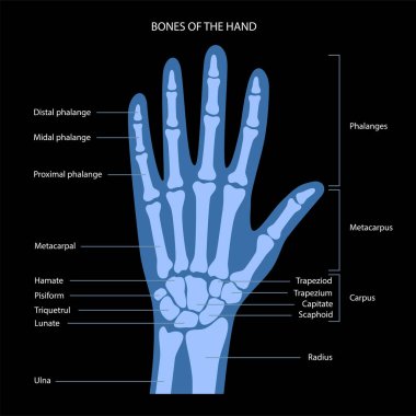 El kemiği anatomisi