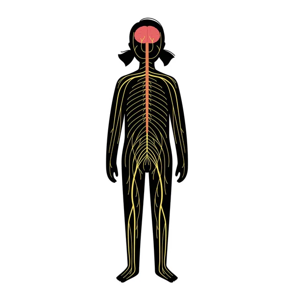 Système nerveux humain — Image vectorielle