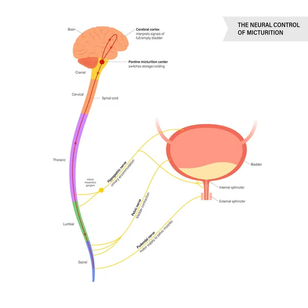 Contrôle neuronal de miction — Image vectorielle