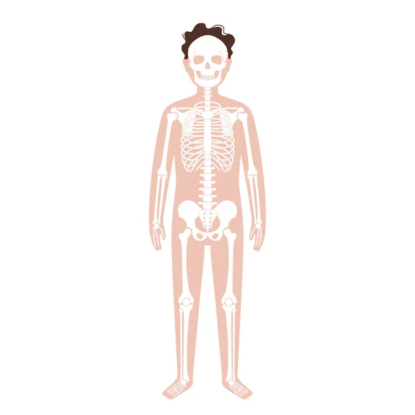 子供の骨格概念 — ストックベクタ