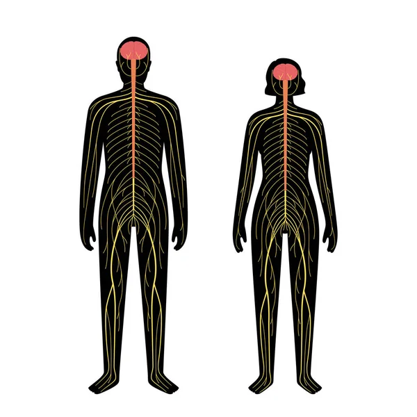 Sistema nervioso humano — Vector de stock