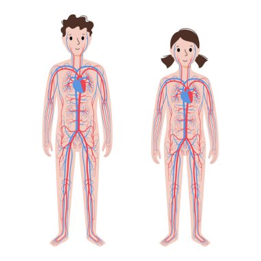 İnsan dolaşım sistemi