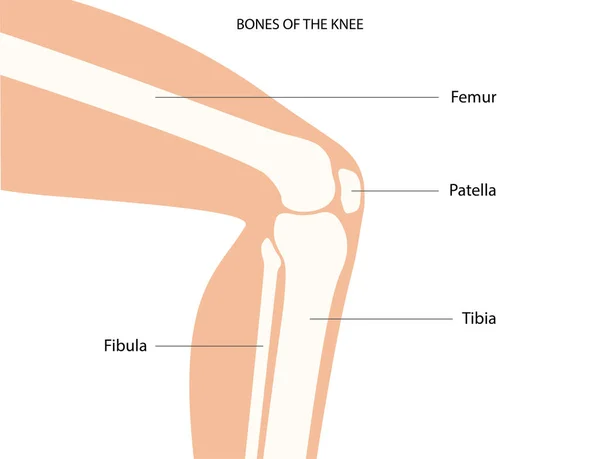 Anatomia kości kolanowej — Wektor stockowy