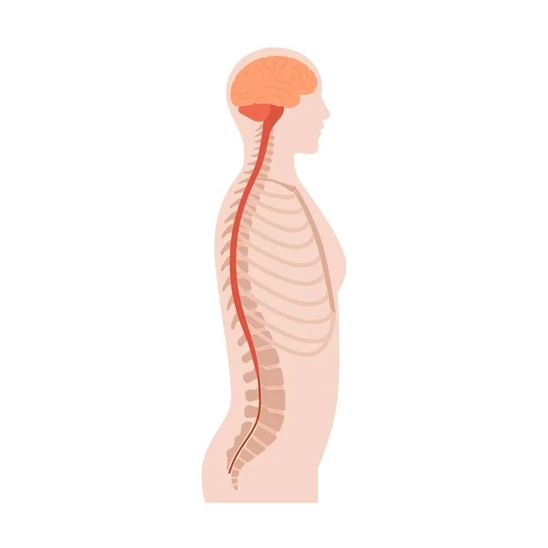 Anatomia del midollo spinale — Vettoriale Stock