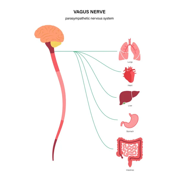 Vagusnervendiagramm — Stockvektor