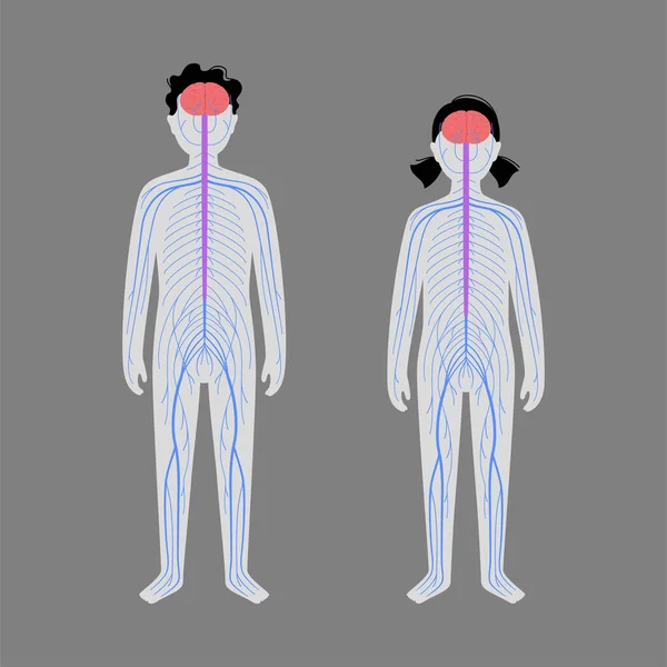 Sistema nervioso humano — Vector de stock