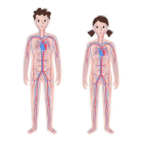Кровеносная система — стоковый вектор