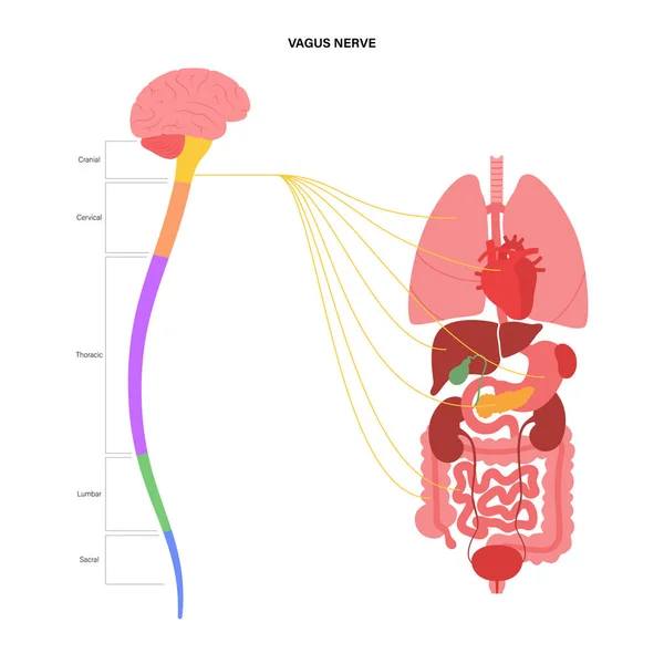 Diagrama del nervio vago — Vector de stock