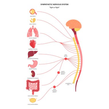 Symphathetic nervous system clipart